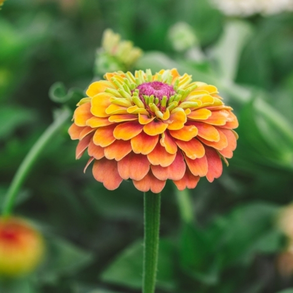 zinniafarm